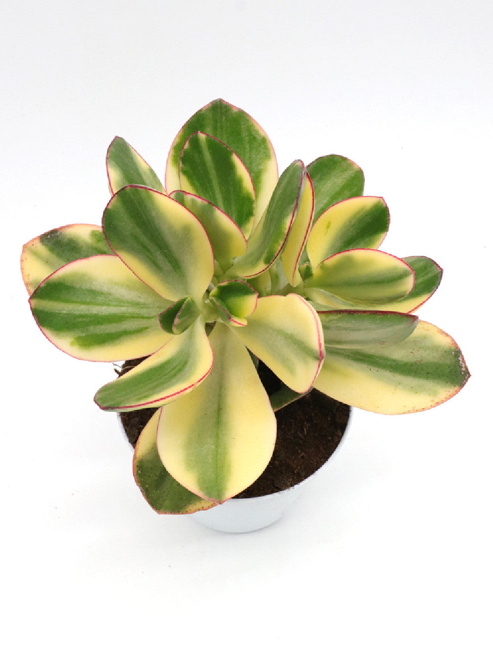 Crassula Variegata