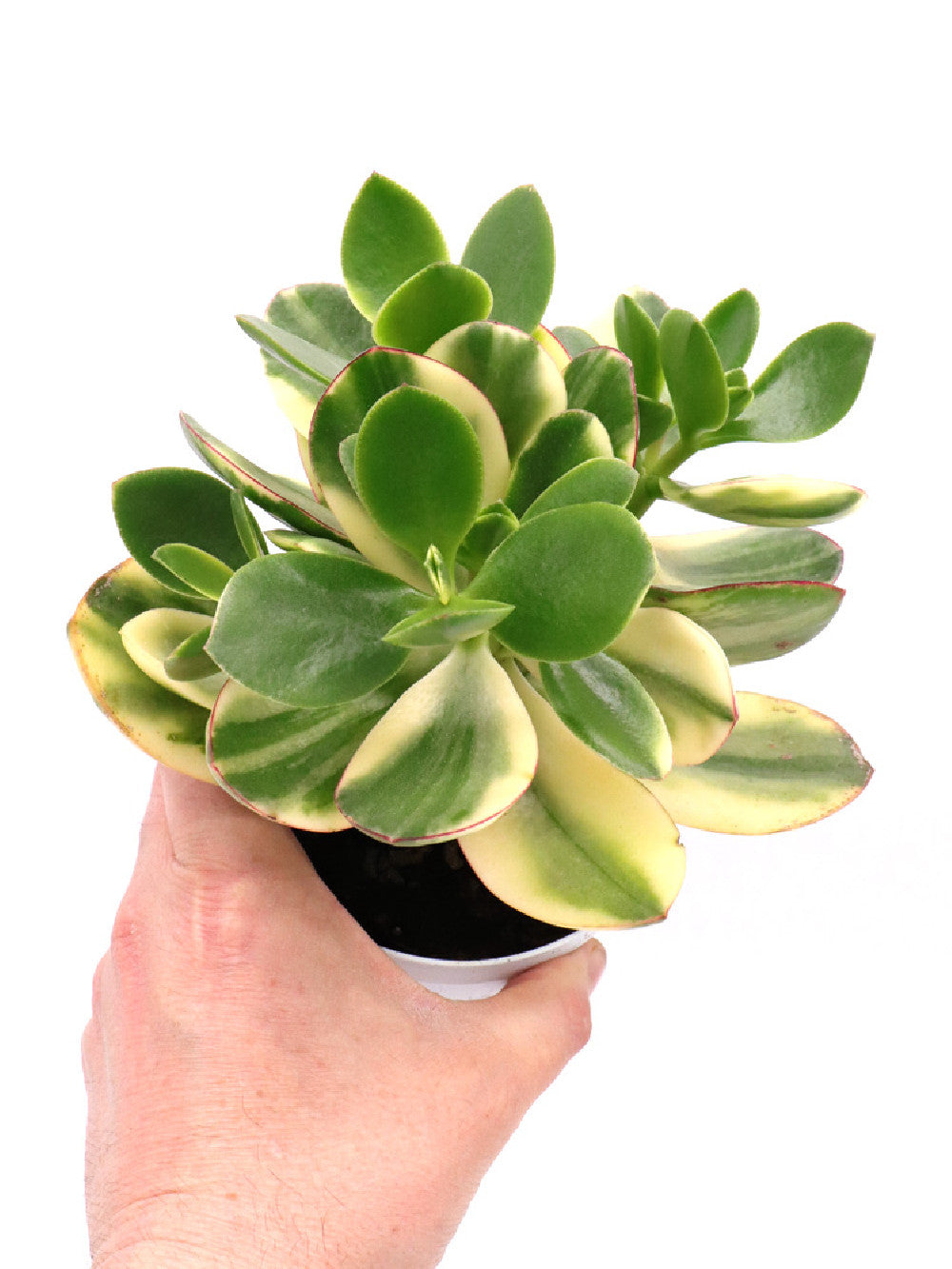 Crassula Variegata