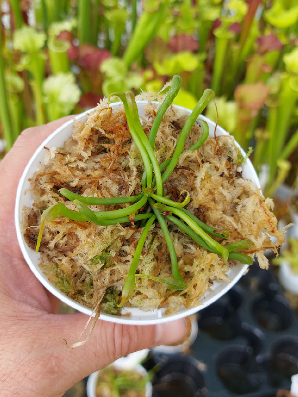 Darlingtonia californica "FredG 1983" x SELF SEEDGROW