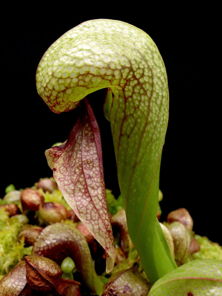 Darlingtonia californica "Giant clone"  seedgrow