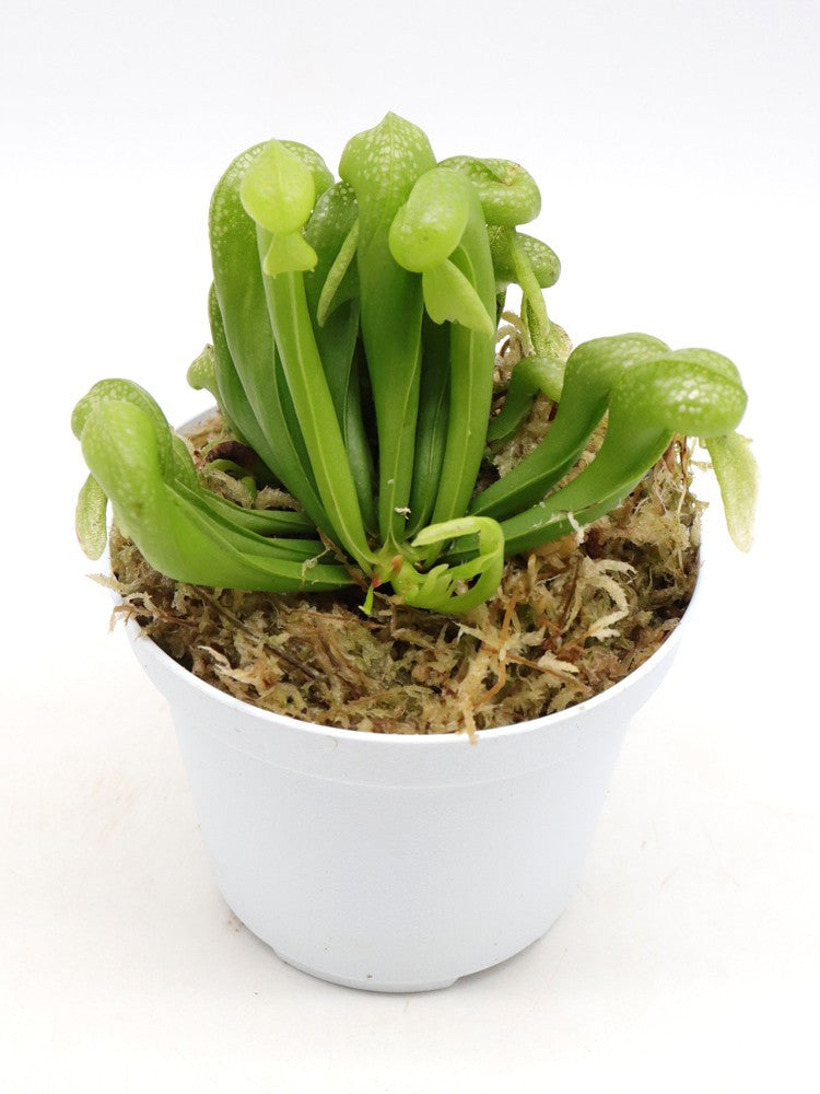 Darlingtonia californica "Green form"