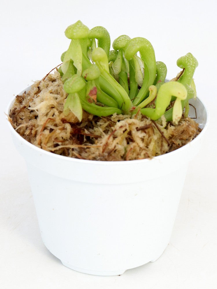 Darlingtonia californica "Green form"