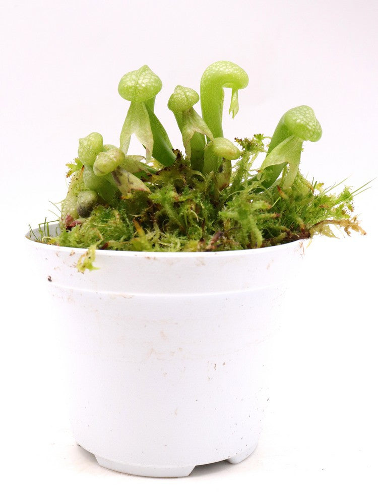 Darlingtonia californica "Green form"