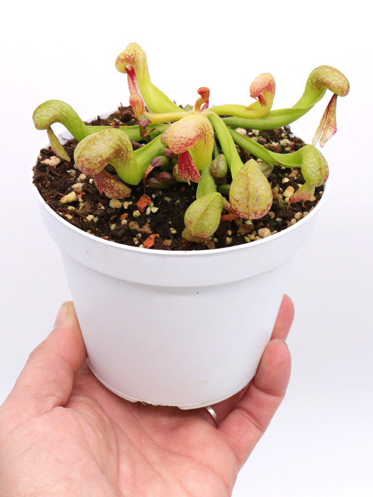 Darlingtonia californica in nuovo mix dedicato