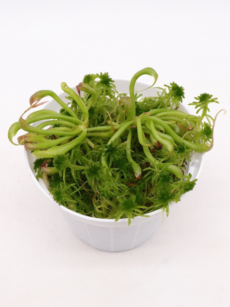 Darlingtonia californica in nuovo mix dedicato