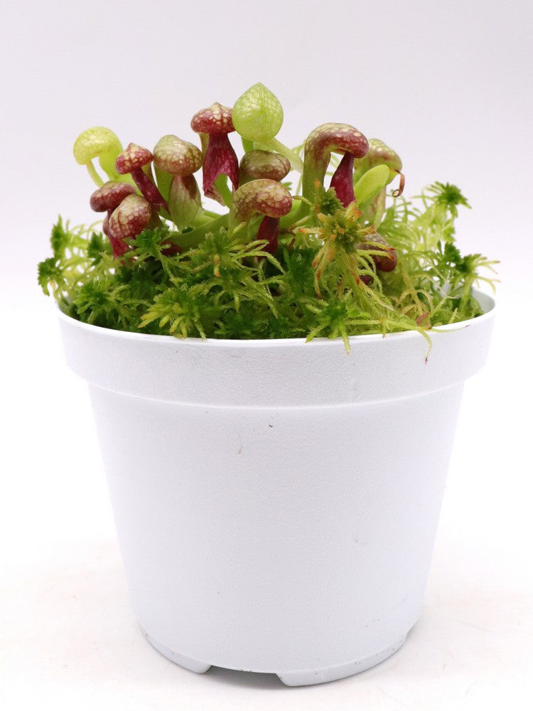 Darlingtonia californica in nuovo mix dedicato