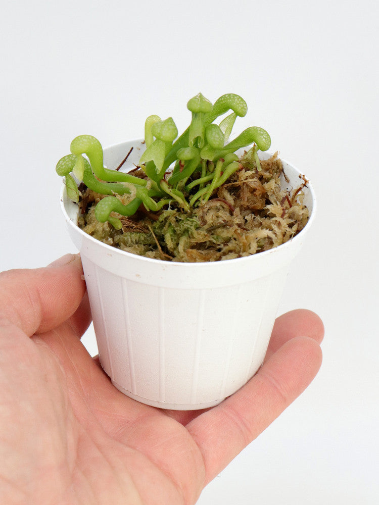 Darlingtonia californica in nuovo mix dedicato