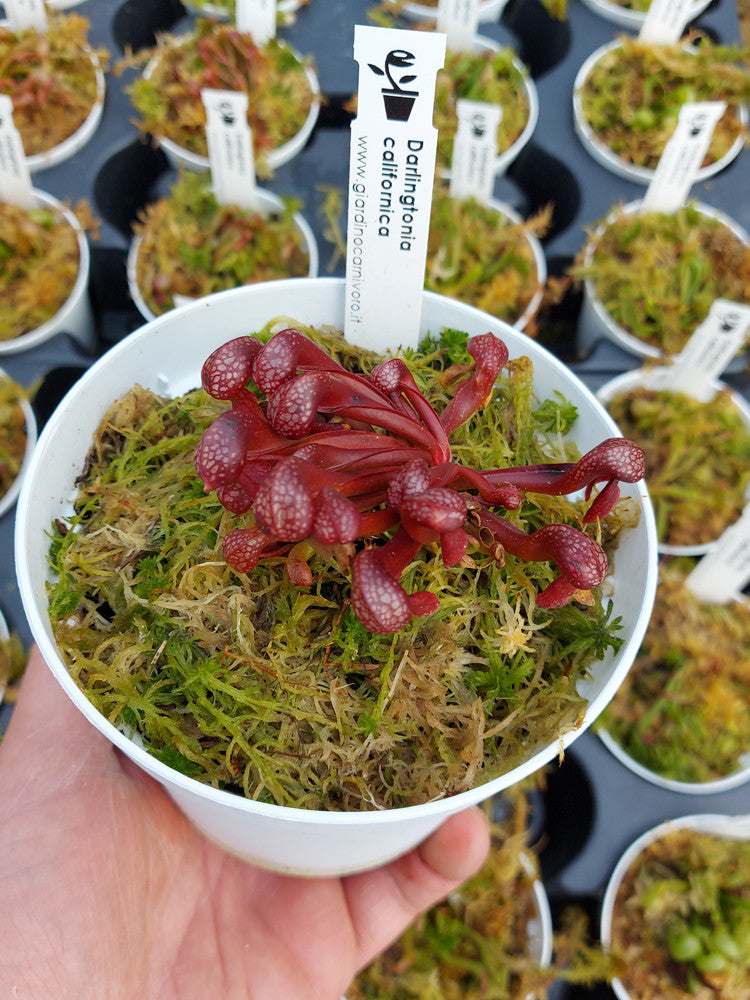 Darlingtonia californica "very dark in winter"