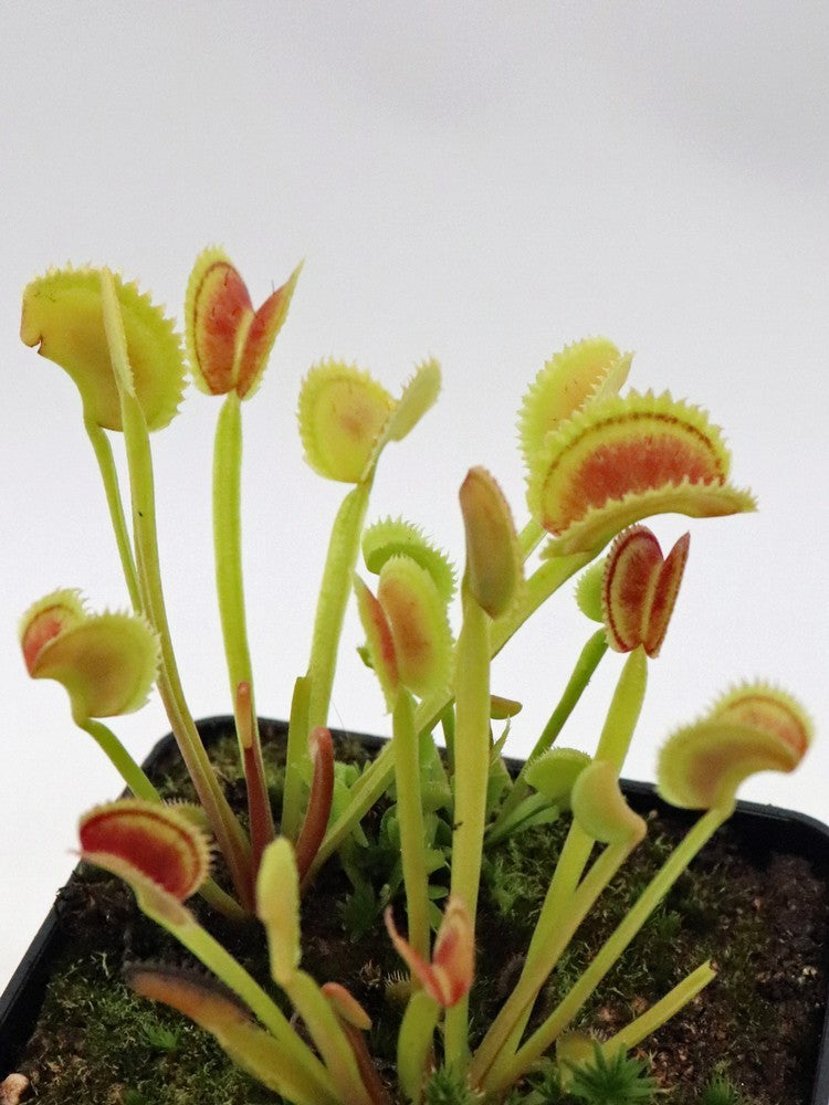 Dionaea muscipula "Bear trap"