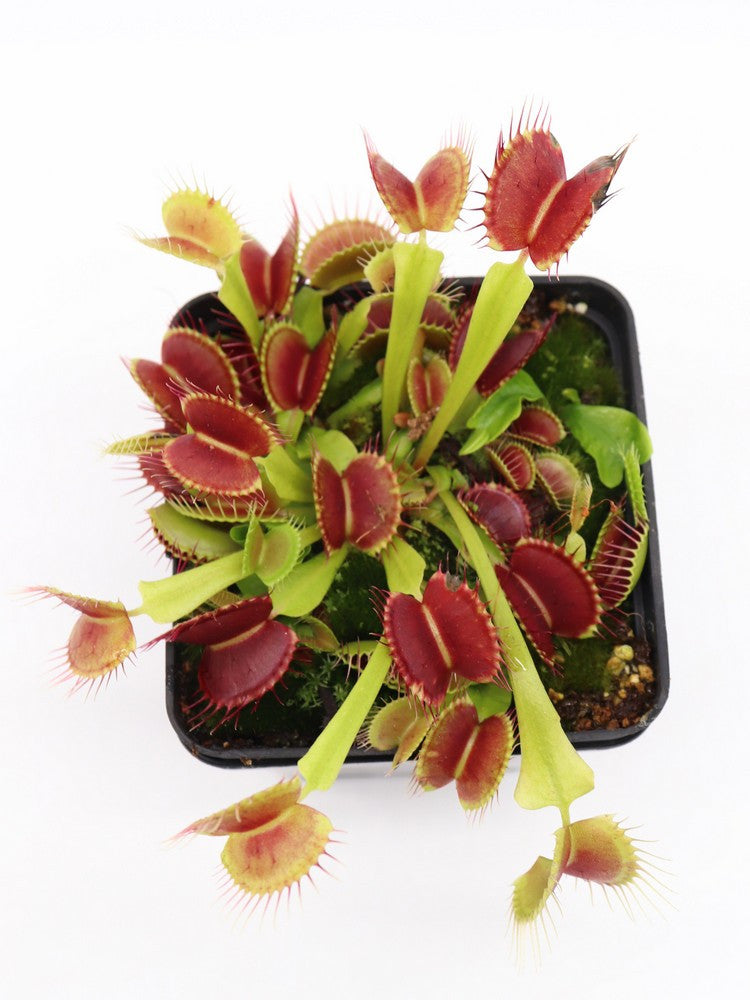 Dionaea muscipula "Black pearl"