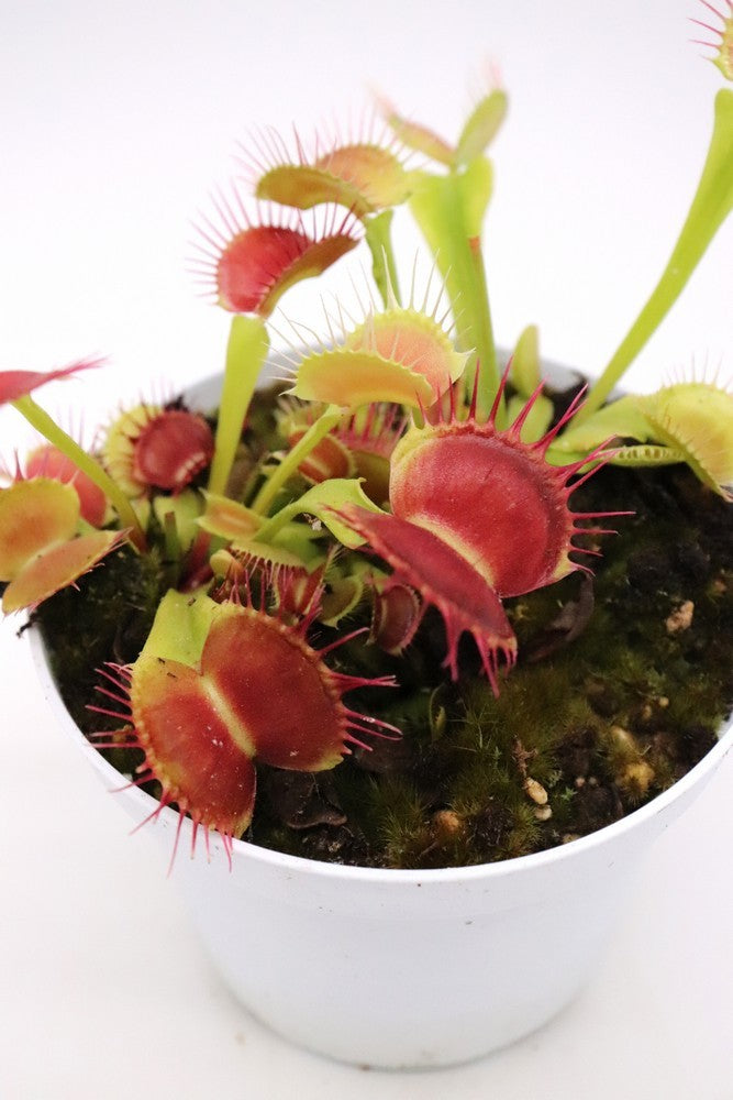 Dionaea muscipula "GC Flying monkey"