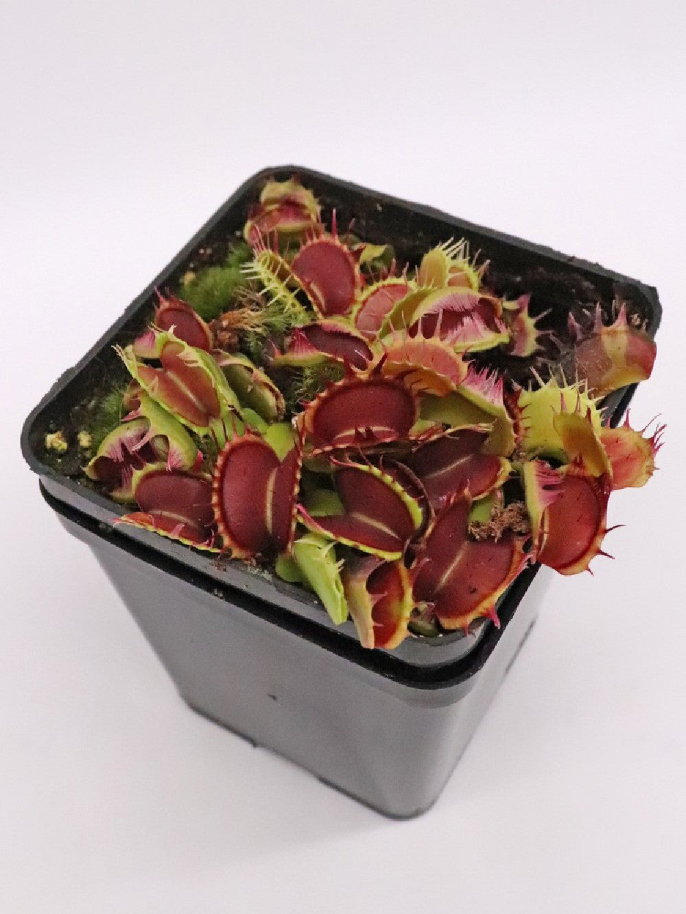 Dionaea muscipula "Gezacht" Fused
