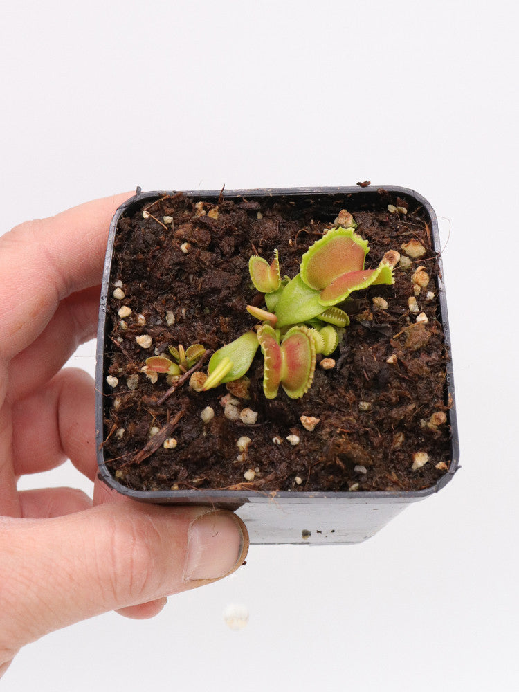 Dionaea muscipula "Giant cudo"