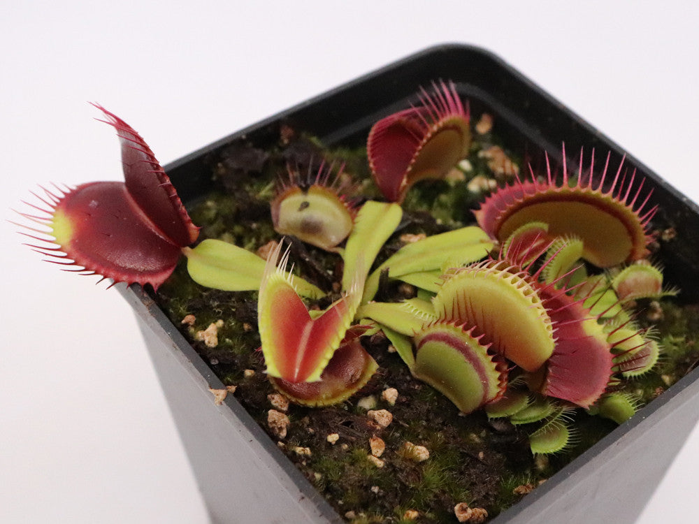 Dionaea muscipula "NAPP Vampire"