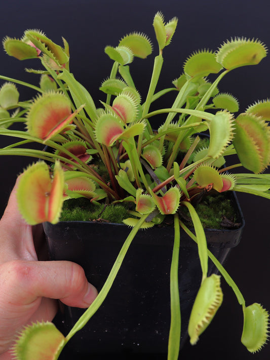 Dionaea muscipula "Parise giant"