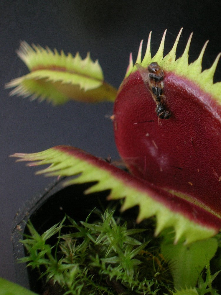 Dionaea muscipula "SL14" Klein
