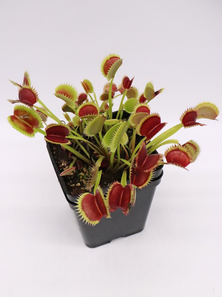 Dionaea muscipula "Tomm" Svarc