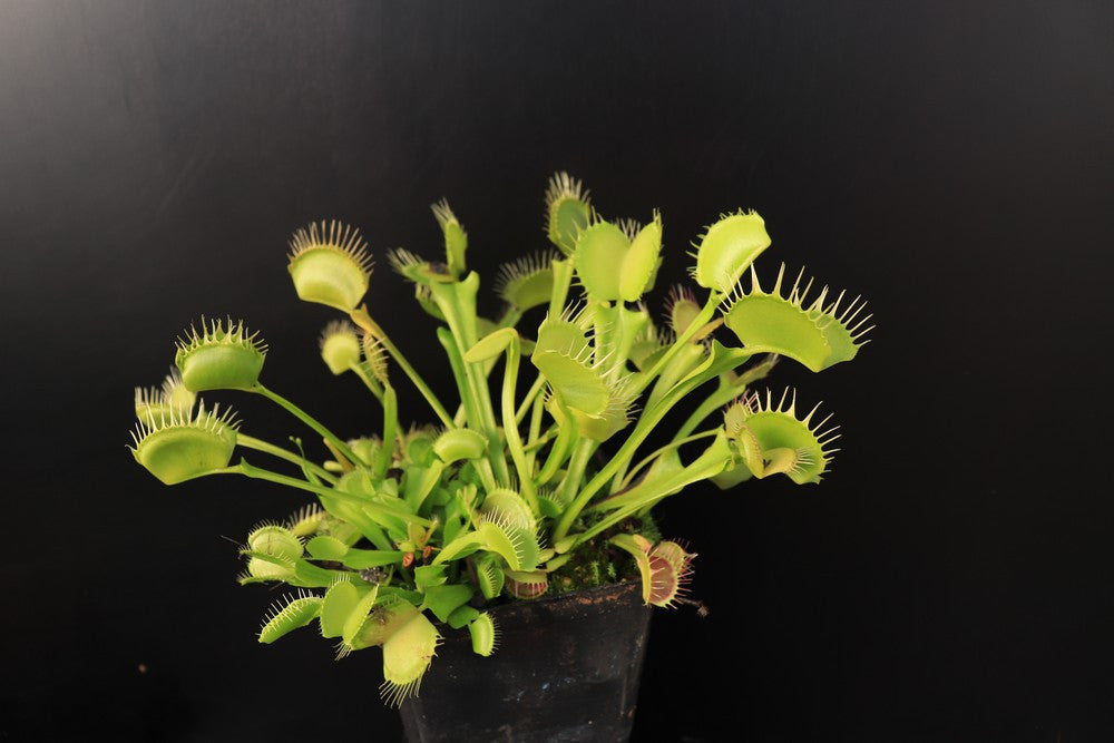 Dionaea muscipula "Yellow fused tooth"