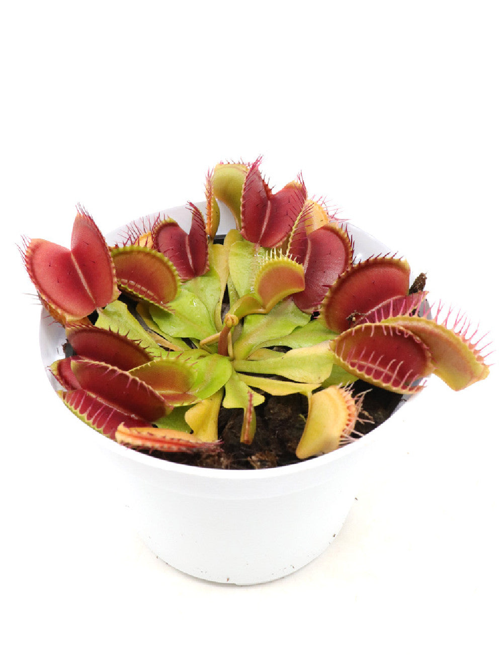 Dionaea muscipula Ø 10 cm