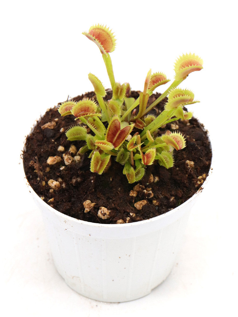 Dionaea muscipula Ø 8 cm