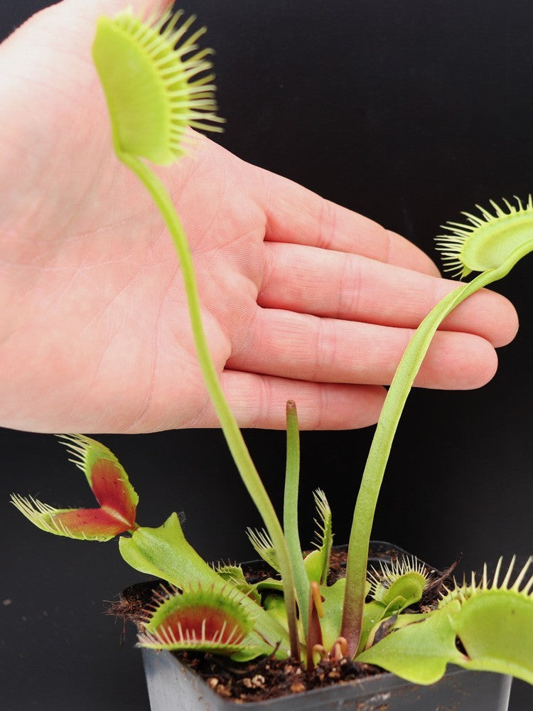 Dionaea muscipula 'DC-XL'
