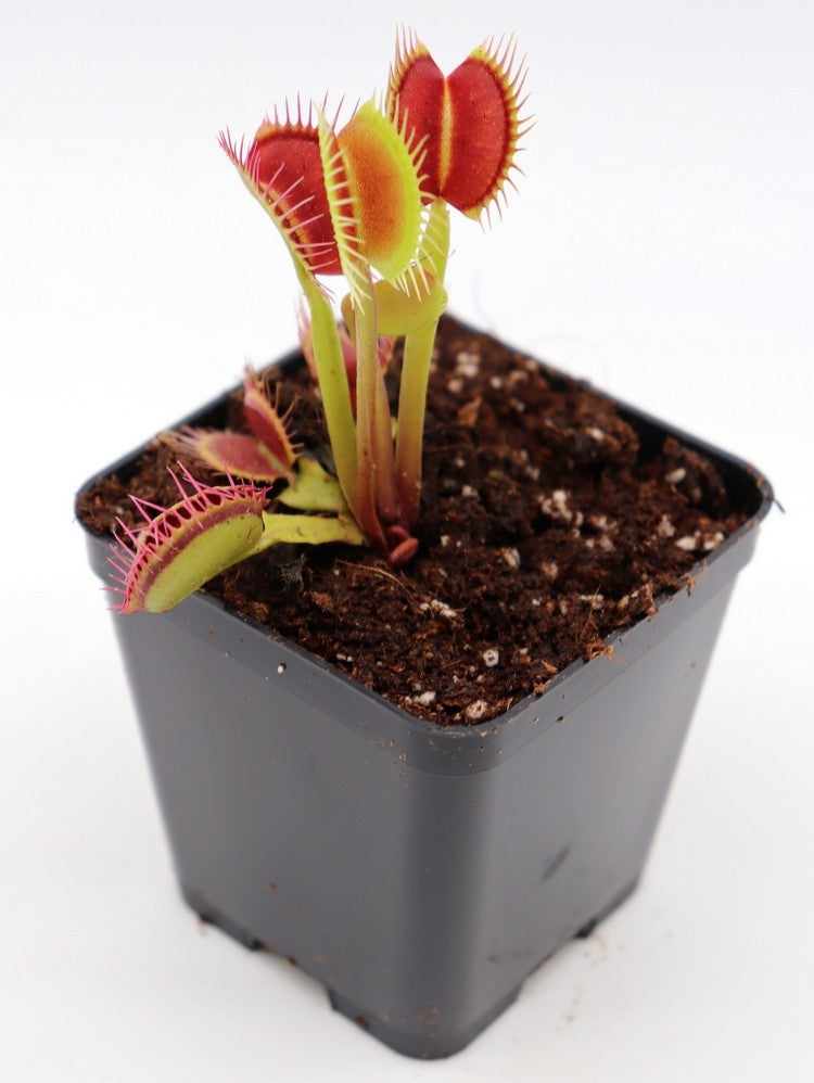 Dionaea muscipula 'DC-XL'