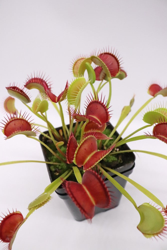 Dionaea muscipula 'Dingley giant'