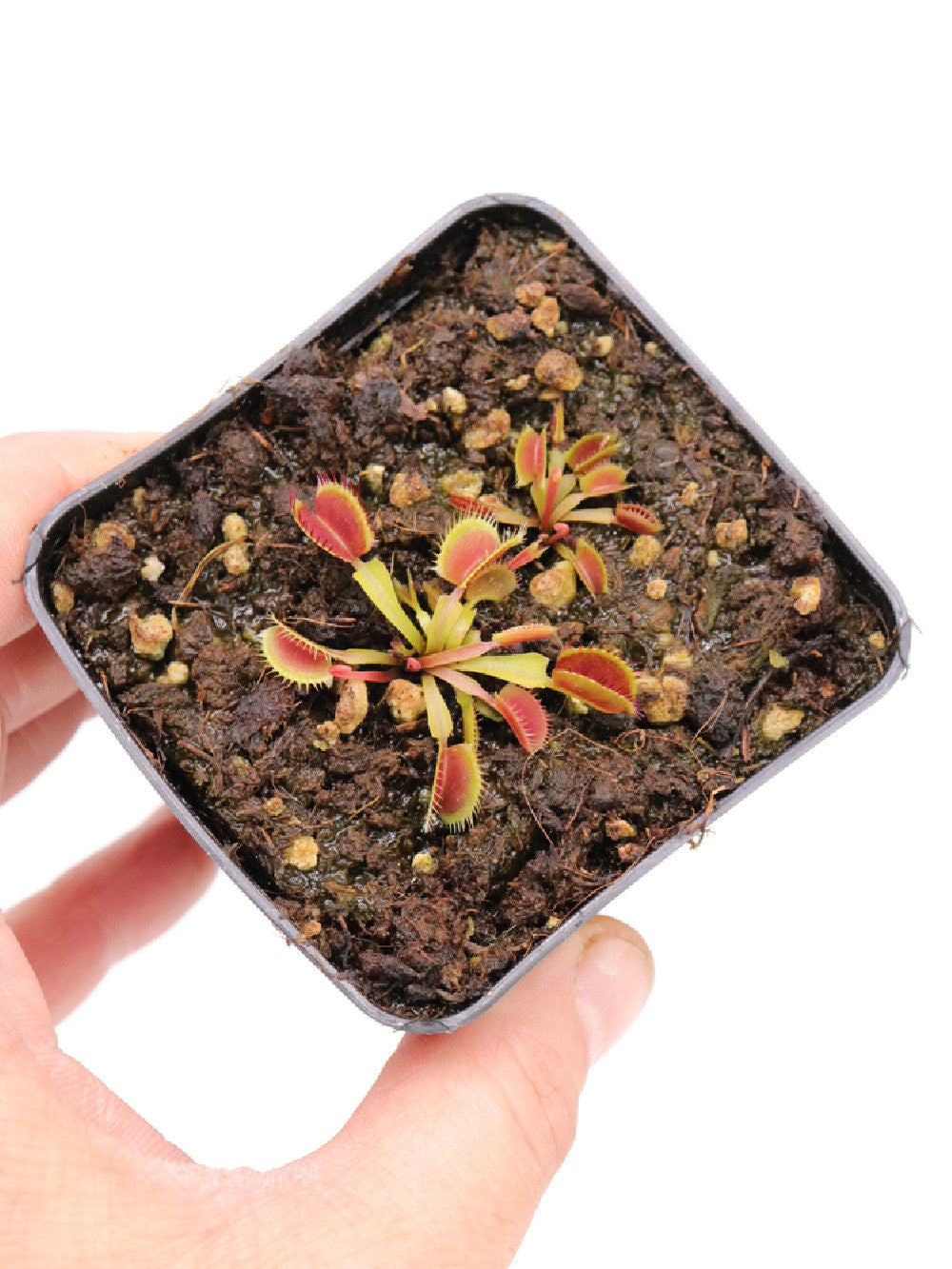 Dionaea muscipula " Dwarf Japan"