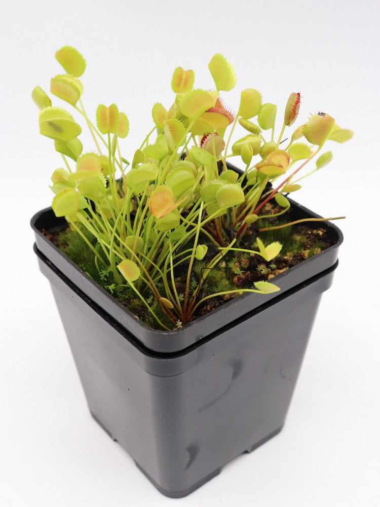 Dionaea muscipula 'Korean melody shark'