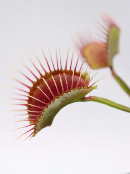 Dionaea muscipula 'Miss pimbeche'