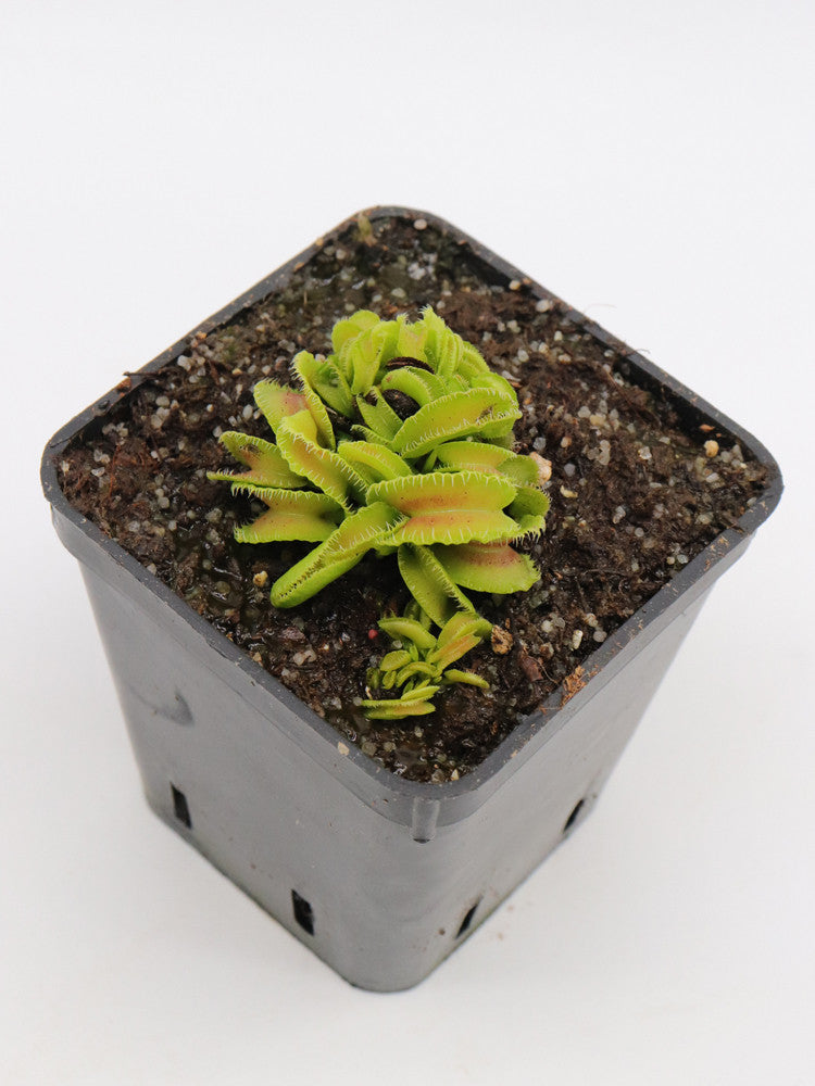 Dionaea muscipula ' Kim Jong-il '