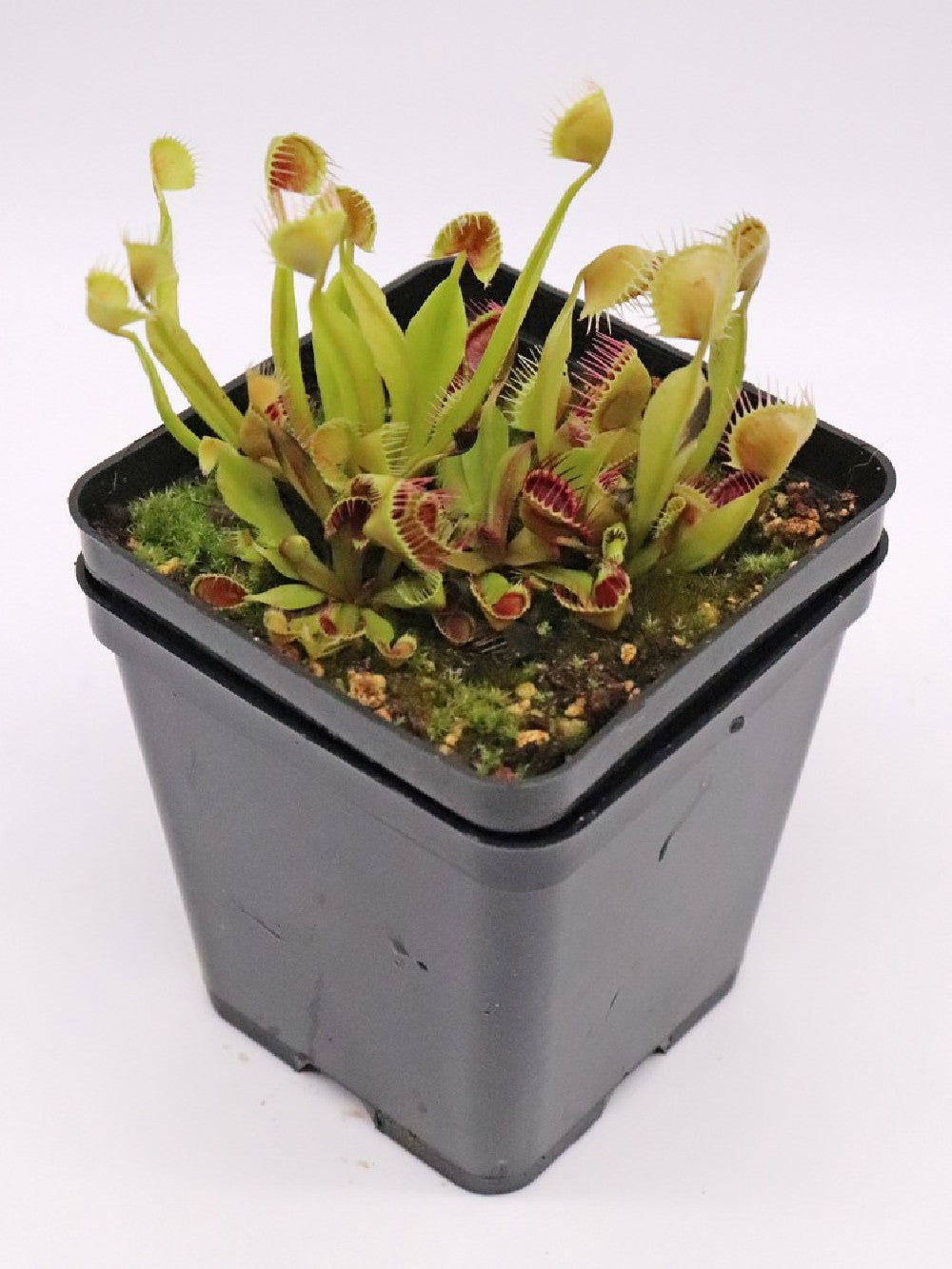 Dionaea muscipula 'kinchyaku'