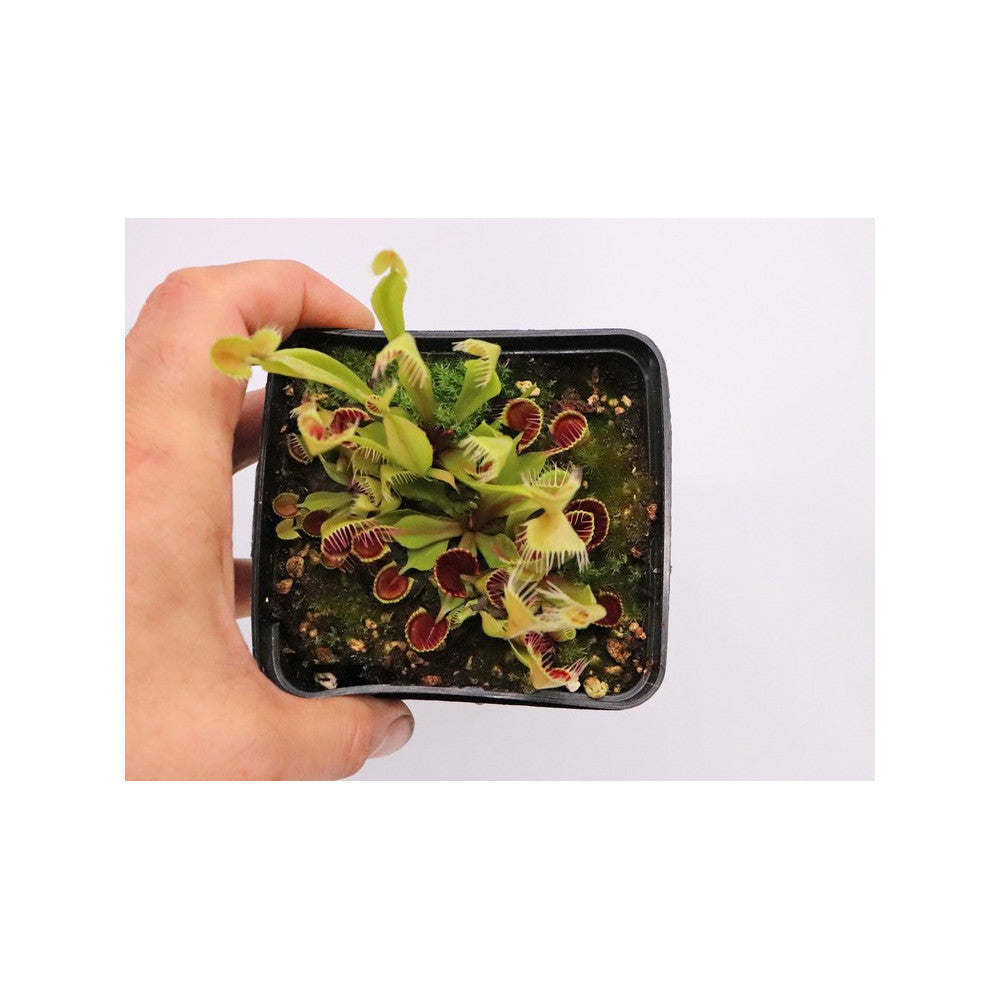 Dionaea muscipula 'kinchyaku'