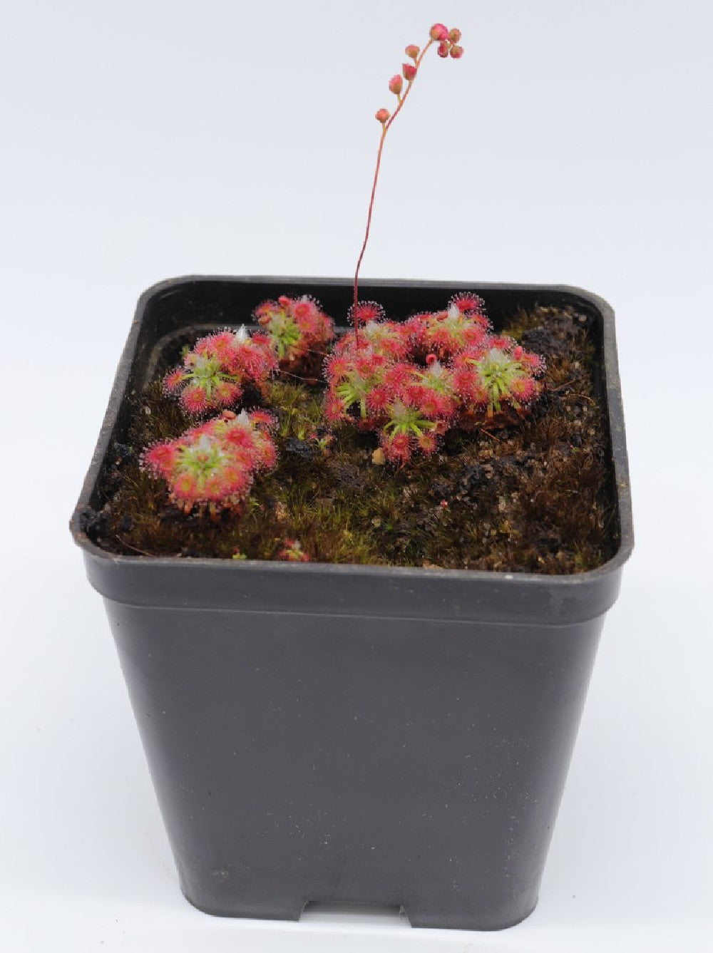 Drosera Dork's pink  (Gemme in vaso)