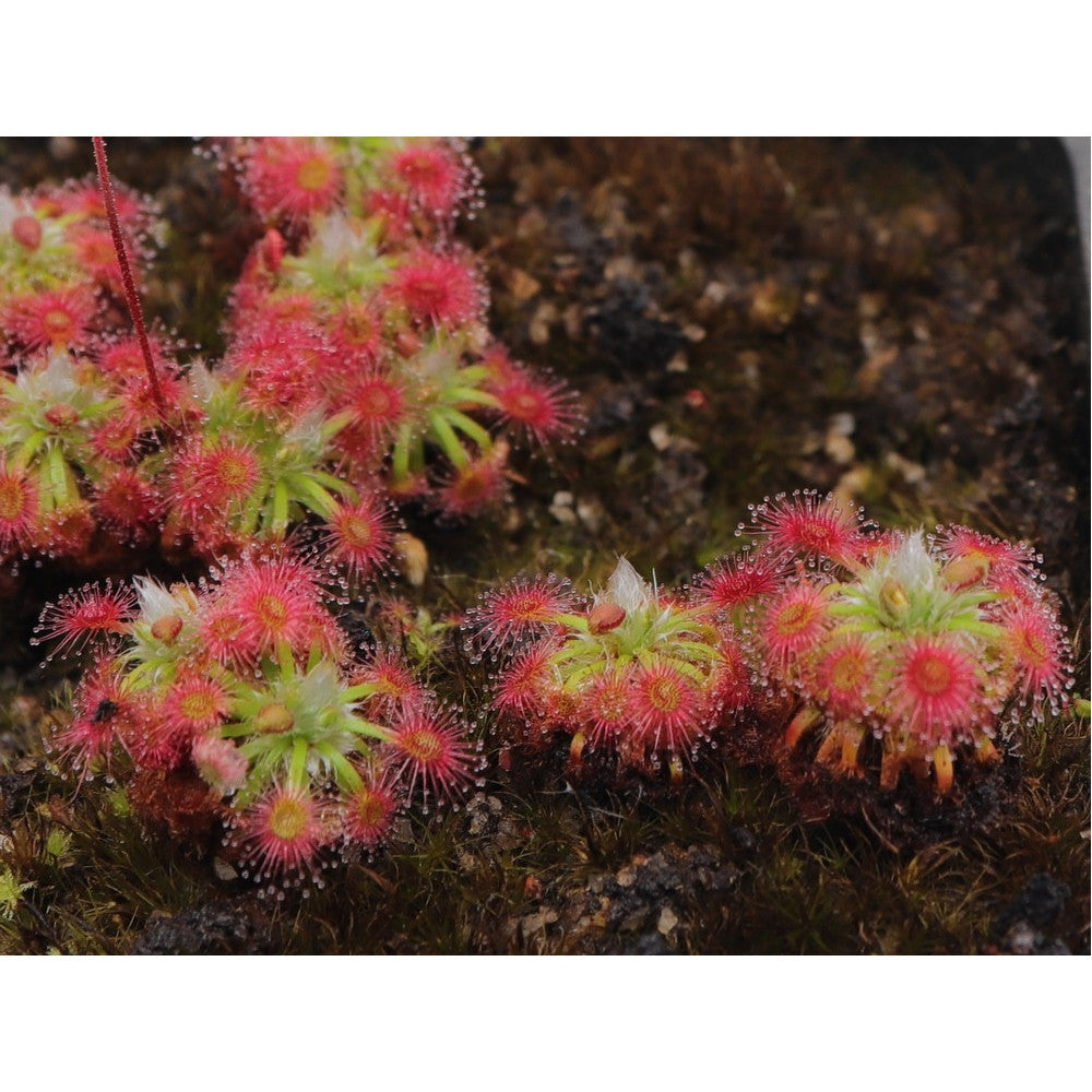 Drosera Dork's pink  (Gemme in vaso)