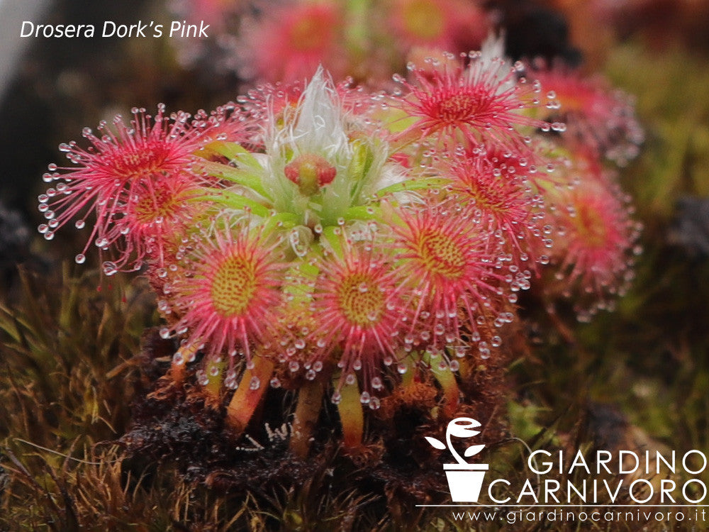 Drosera Dork's pink  (Gemme in vaso)