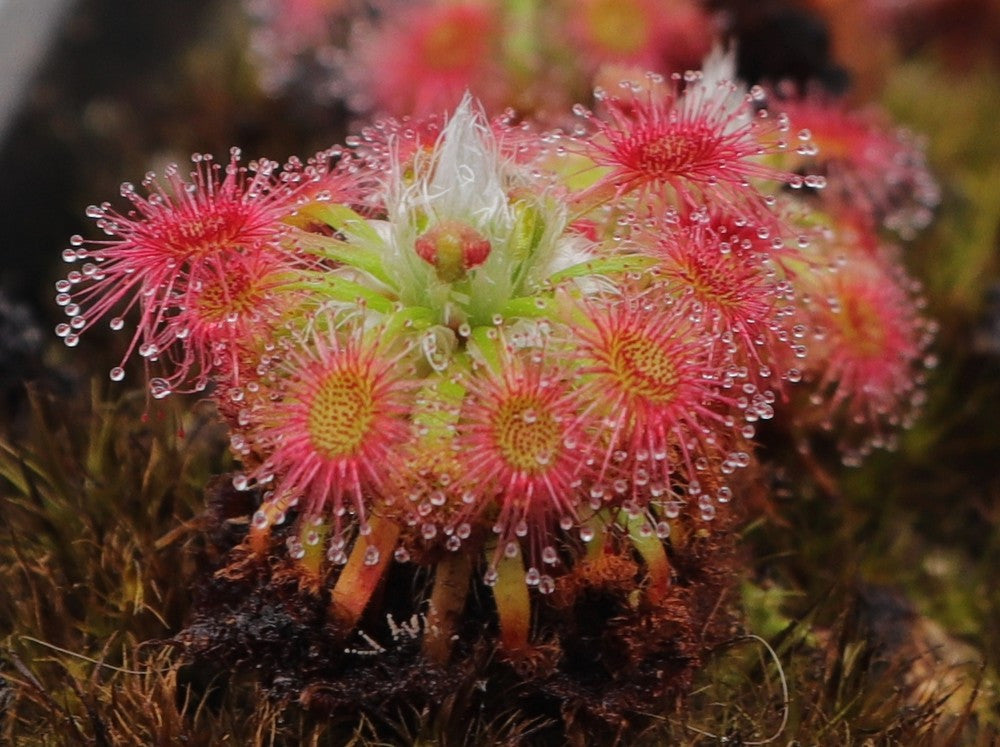 Drosera Dork's pink  (Gemme in vaso)