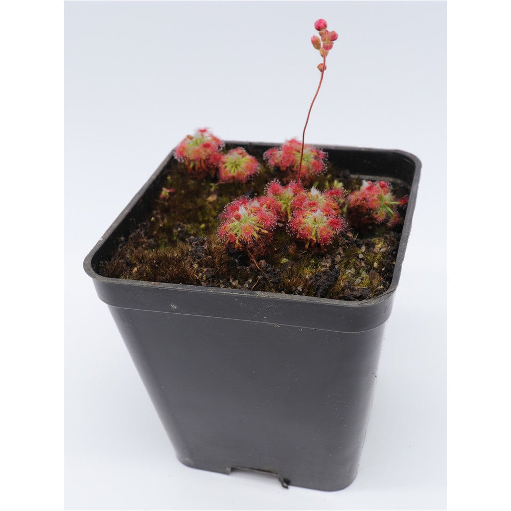 Drosera Dork's pink  (Gemme in vaso)