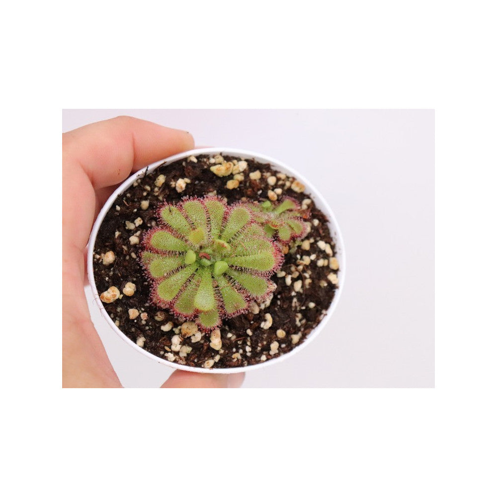 Drosera admirabilis , Palmiet river