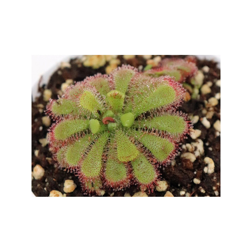Drosera admirabilis , Palmiet river