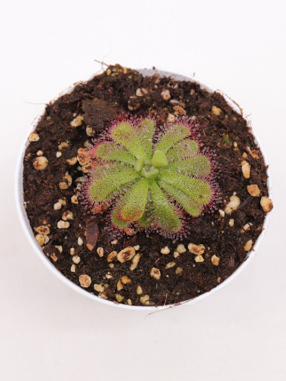 Drosera admirabilis , Palmiet river