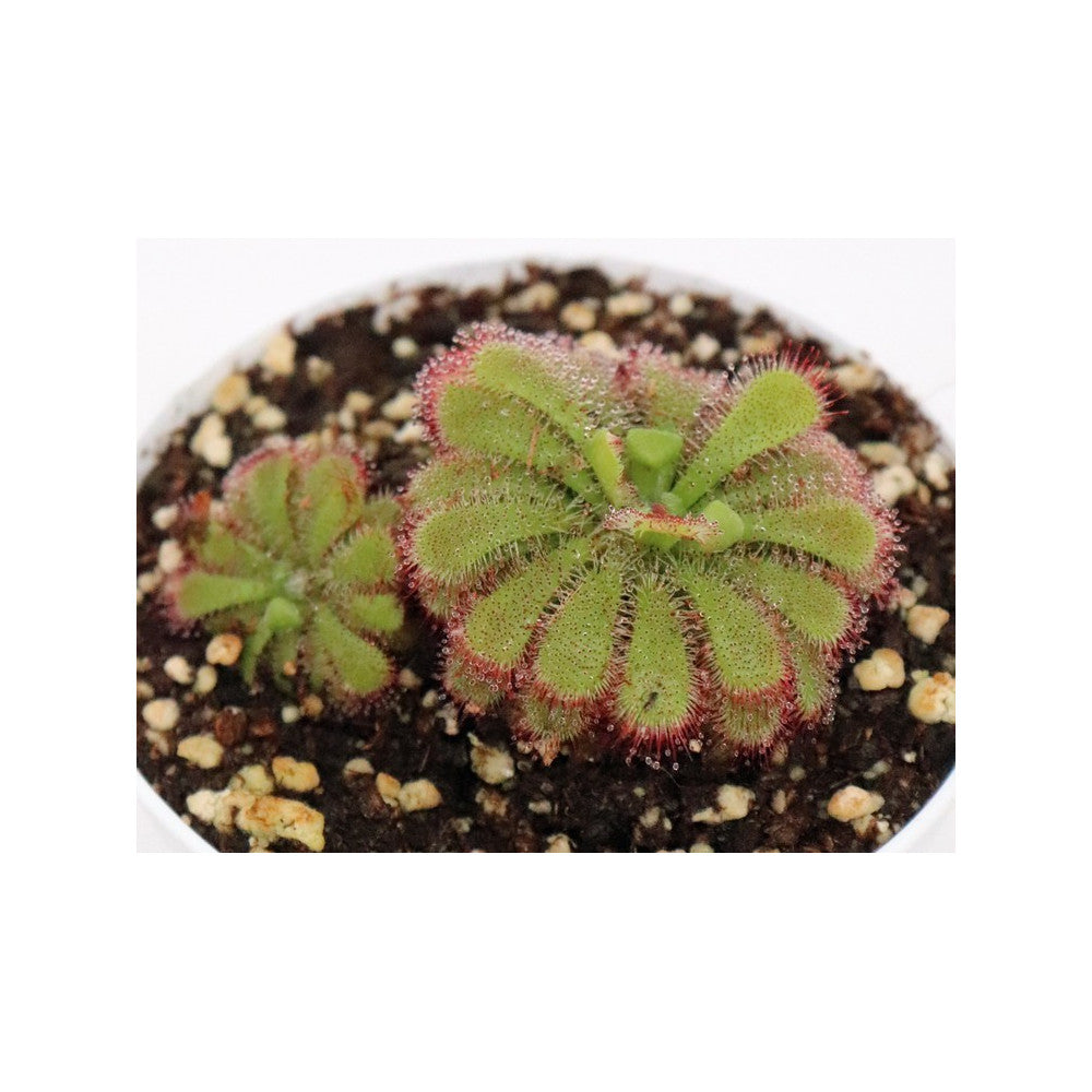 Drosera admirabilis , Palmiet river