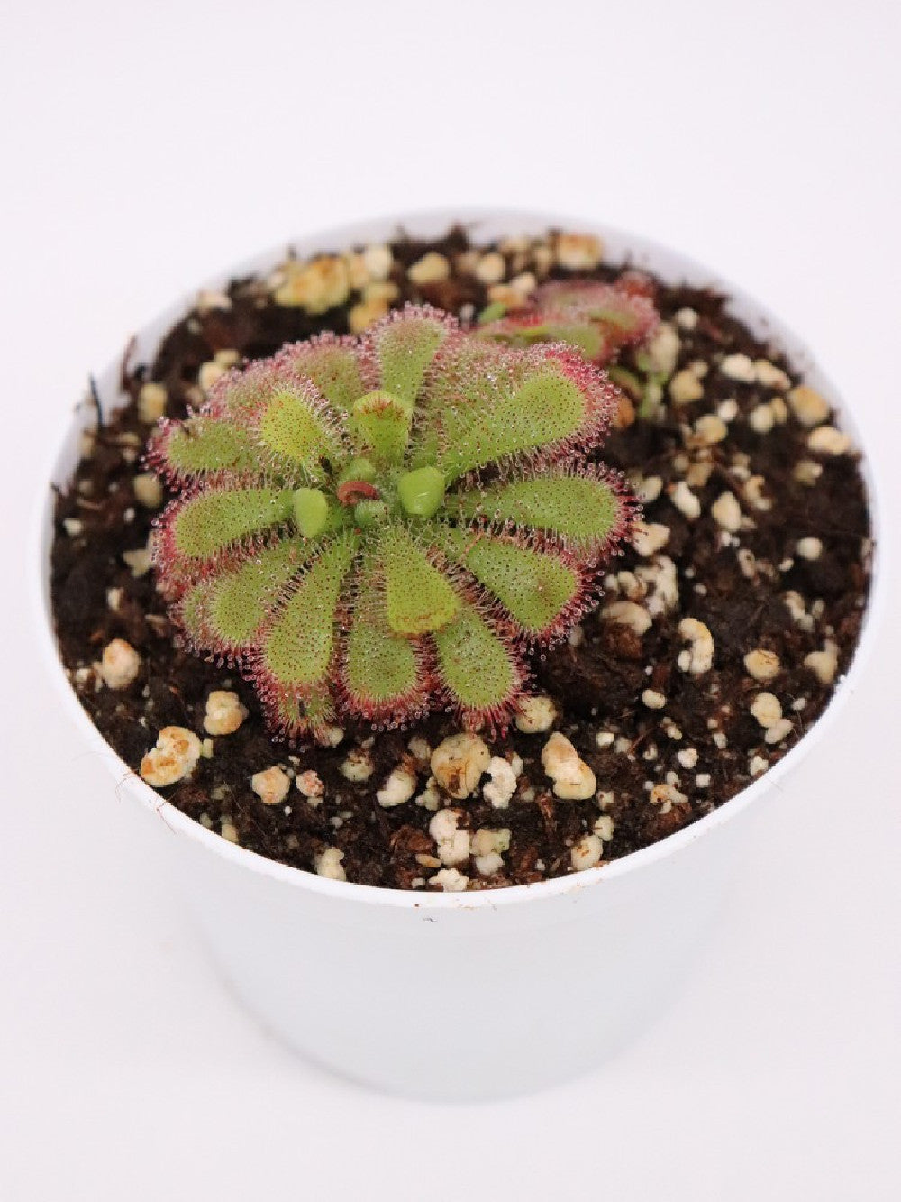 Drosera admirabilis , Palmiet river