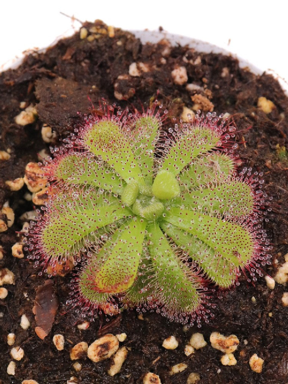 Drosera admirabilis , Palmiet river
