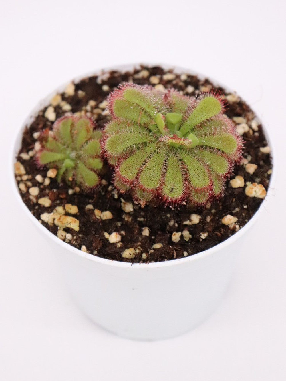 Drosera admirabilis , Palmiet river
