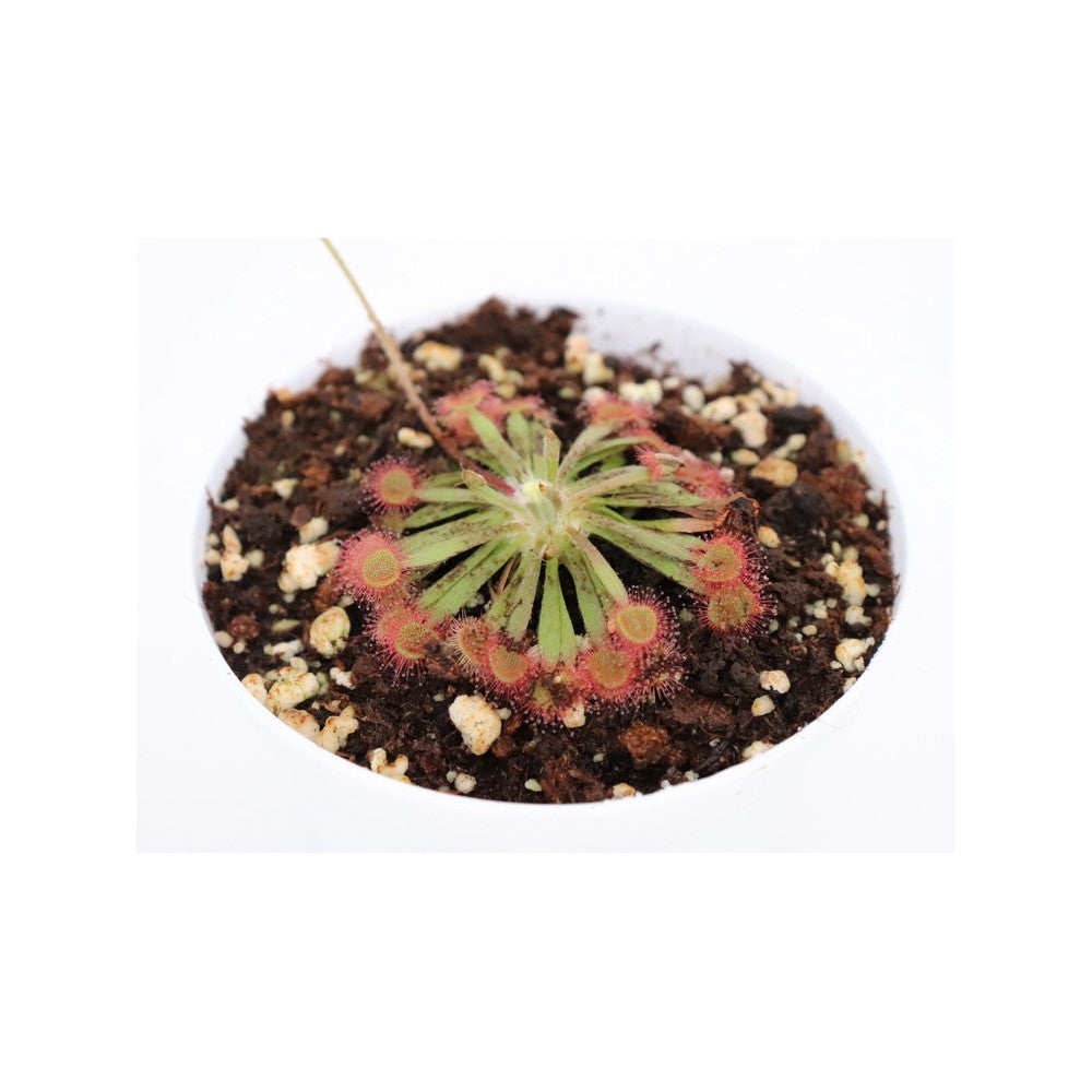 Drosera aff. derbyensis x (falconeri x lanata)