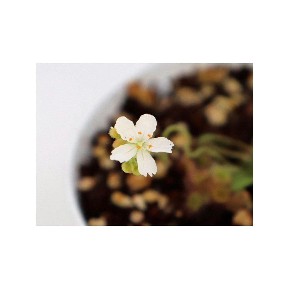 Drosera aff. derbyensis x (falconeri x lanata)