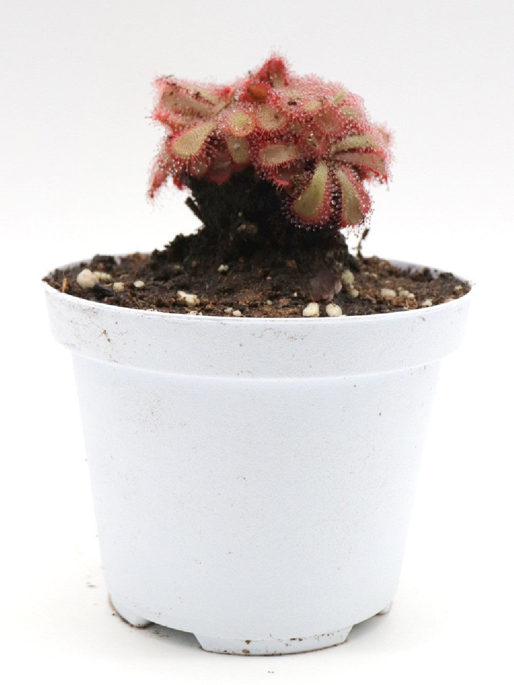 Drosera aliciae "Clump a palmetta"