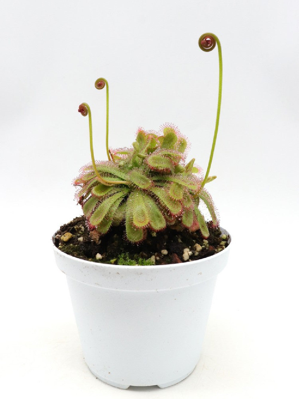 Drosera aliciae "Clump a palmetta"