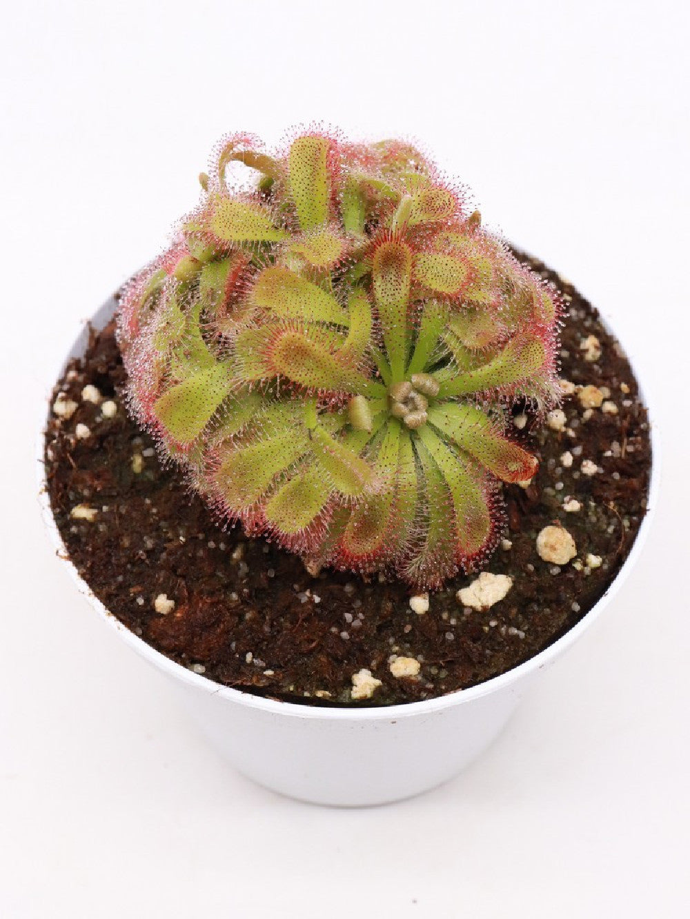 Drosera aliciae "Clump a palmetta"